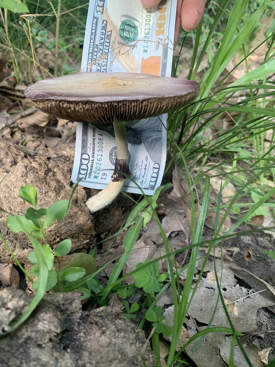 Nice BIG wild P. cubensis. 🍄💰#Wild #Cubensis #Mushroom #Mushroomhunting #Fungi #Fungiforaging #Fungihunting