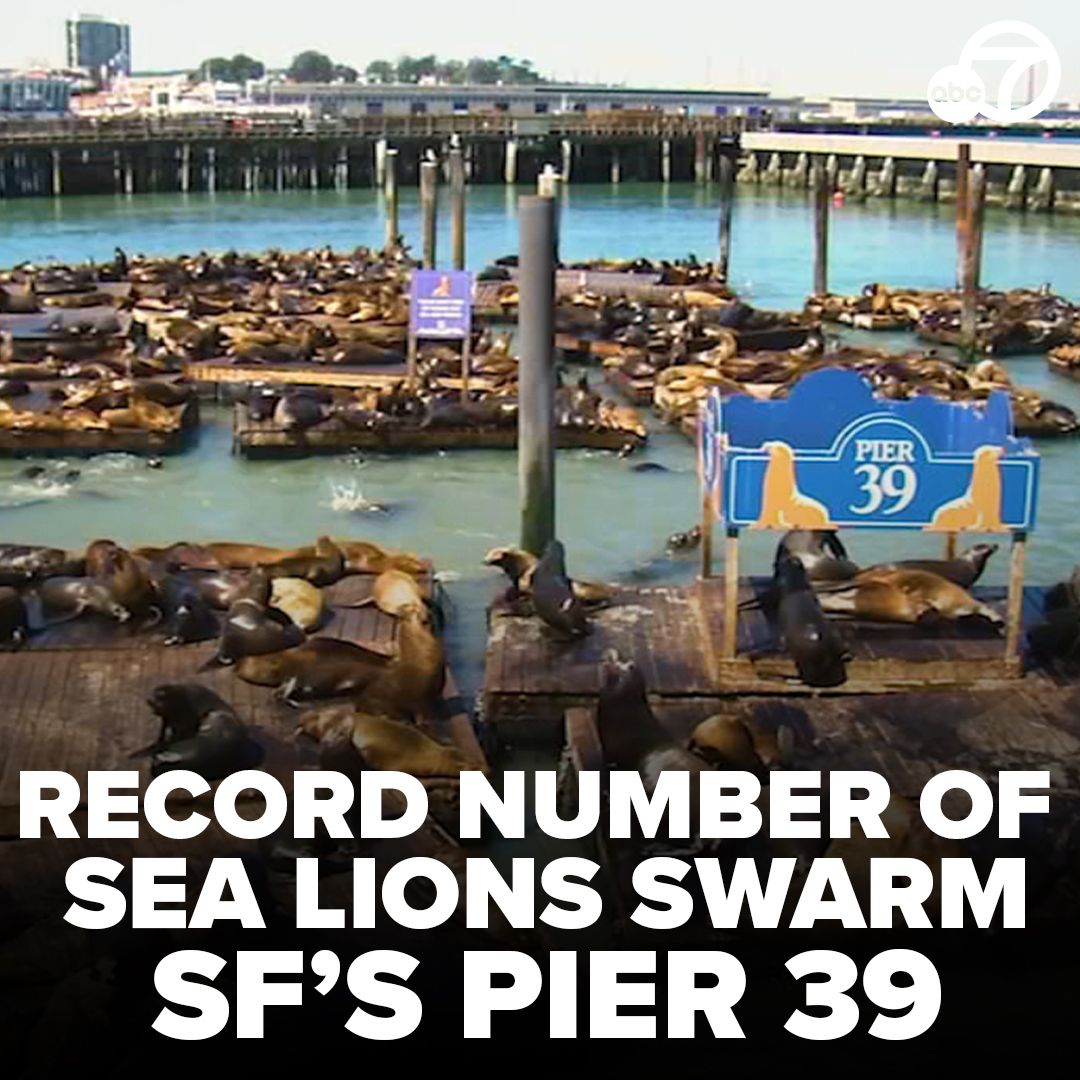 San Francisco's Pier 39 is seeing the largest number of sea lions gathered in about 15 years. The harbormaster says they've counted about 1,000 of them this week. abc7ne.ws/3UCNDfM