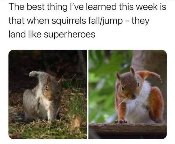 ...or do superheroes land like squirrels?