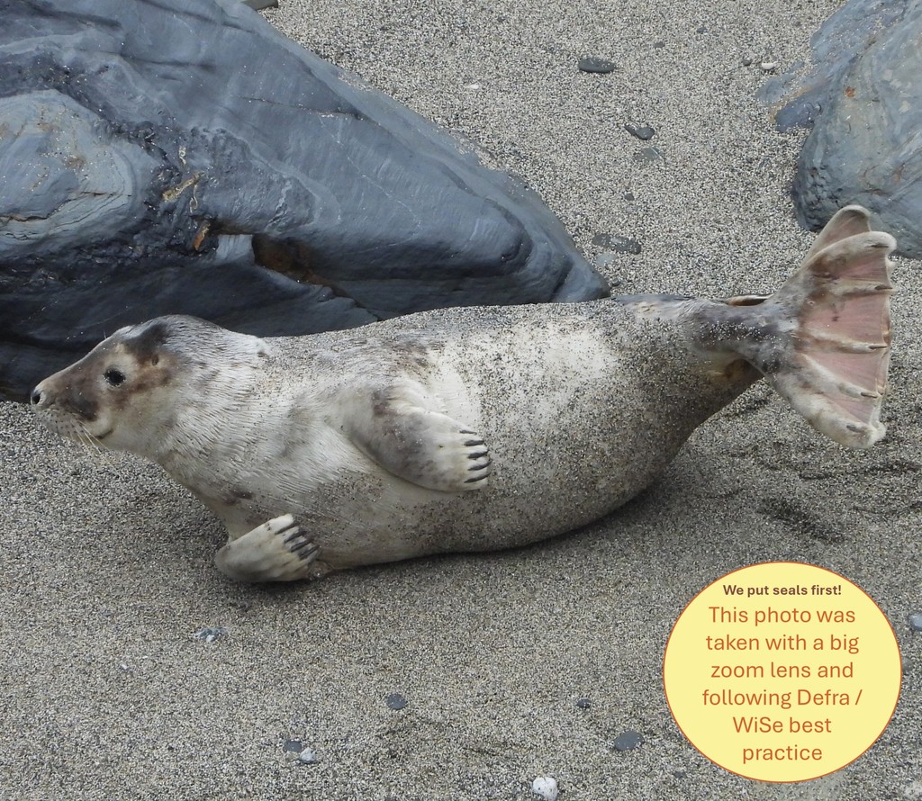 🦶 Anatomy 101
If you were ever in any doubt about how many toes a seal has, you can count them for yourself, here!
It even looks like this moulted pup has been to a podiatrist, as her claws are pristine! 😊

Discover more seal secrets here: sealresearchtrust.com/collections/bo…