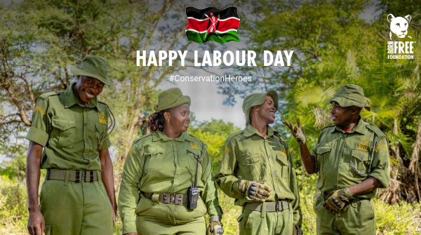 Happy Labour Day! Today, we're celebrating the incredible team at Born Free who dedicate themselves to protecting and conserving wildlife every single day. Thank you for your tireless efforts and unwavering commitment! 👏💚🦁#LabourDay #ConservationHeroes