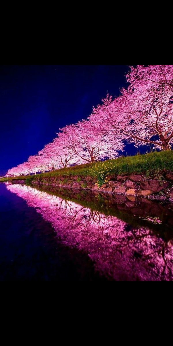 Sakura !!! Así se le llaman a las flores de cerezo en Japón .