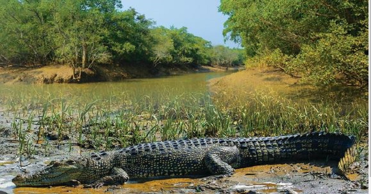 କୁମ୍ଭୀର ପ୍ରଜନନ ସମୟ, ଆଜିଠାରୁ ୩ ମାସ ବନ୍ଦ ରହିବ ଭିତରକନିକା
#Bhitarkanika #visitors #crocodiles #nesting #Rajanagar #Kendrapada
#odishanewsepaper #ଓଡ଼ିଶା_ନ୍ୟୁଜ_ଇପେପର