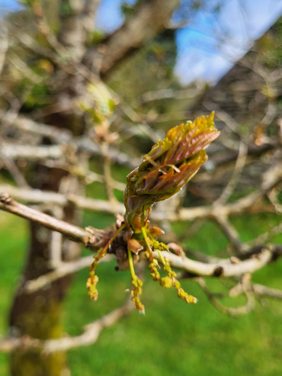 It seems strange to think of trees like oak as flowering plants, but they totally are: it's just that the flowers aren't so showy.

The stems below this erupting sessile oak leaf are its male flowers, which spread pollen on the wind (which also prevented a well focused shot!)