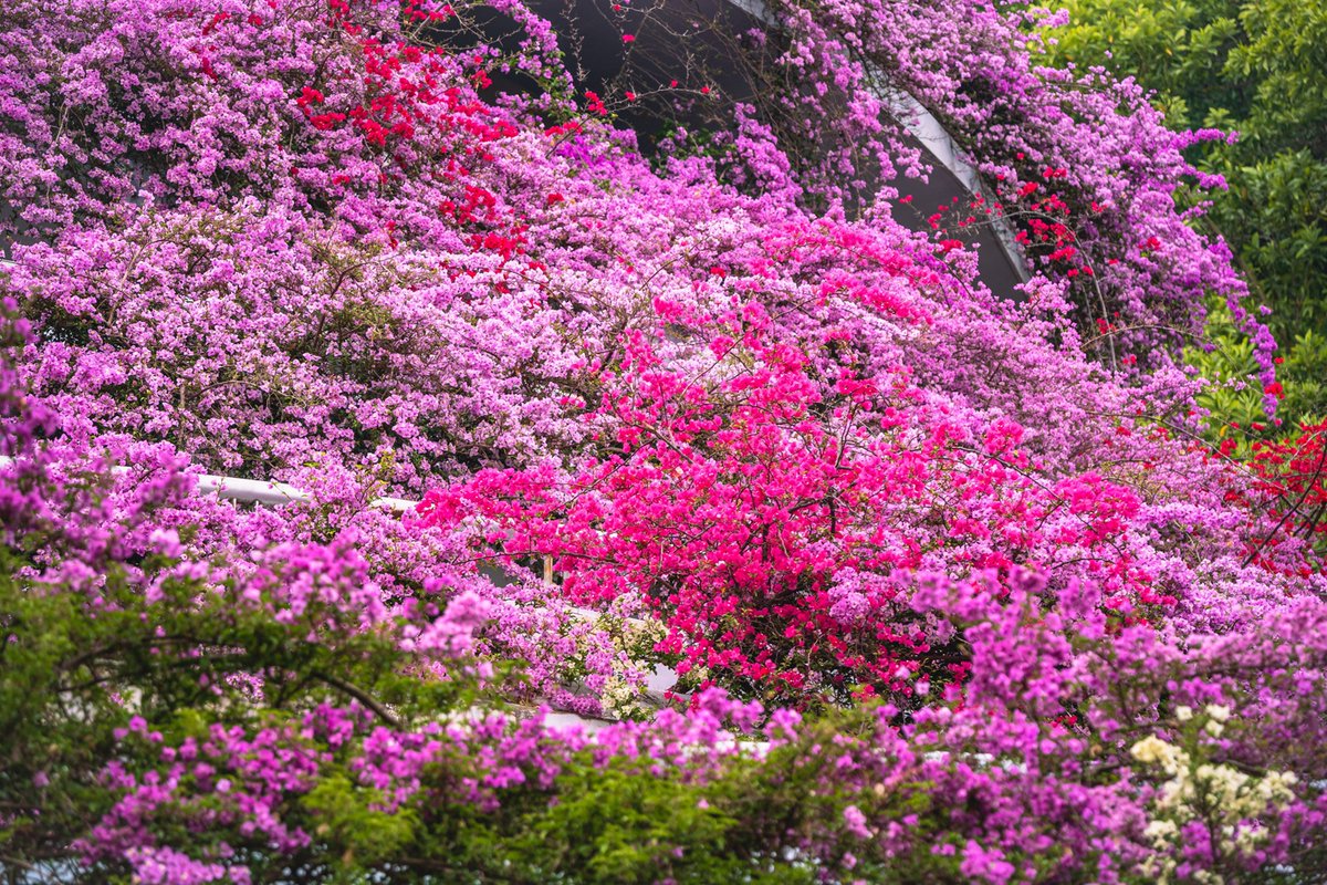 Bougainvillas en flor en el Jardín Botánico del Lago Fairy en Shenzhen, Guangdong, Chia (VCG, 2024)