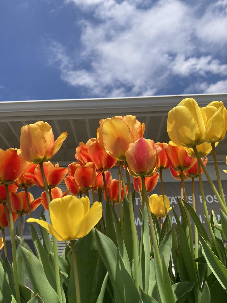 #Tulips🌷🌷🌷put on a #spectacular #spring performance outside a local post office to welcome #TulipTuesday!🥰#flowers #Springflowers #flowerphotography #NatureBeauty #joy #happiness