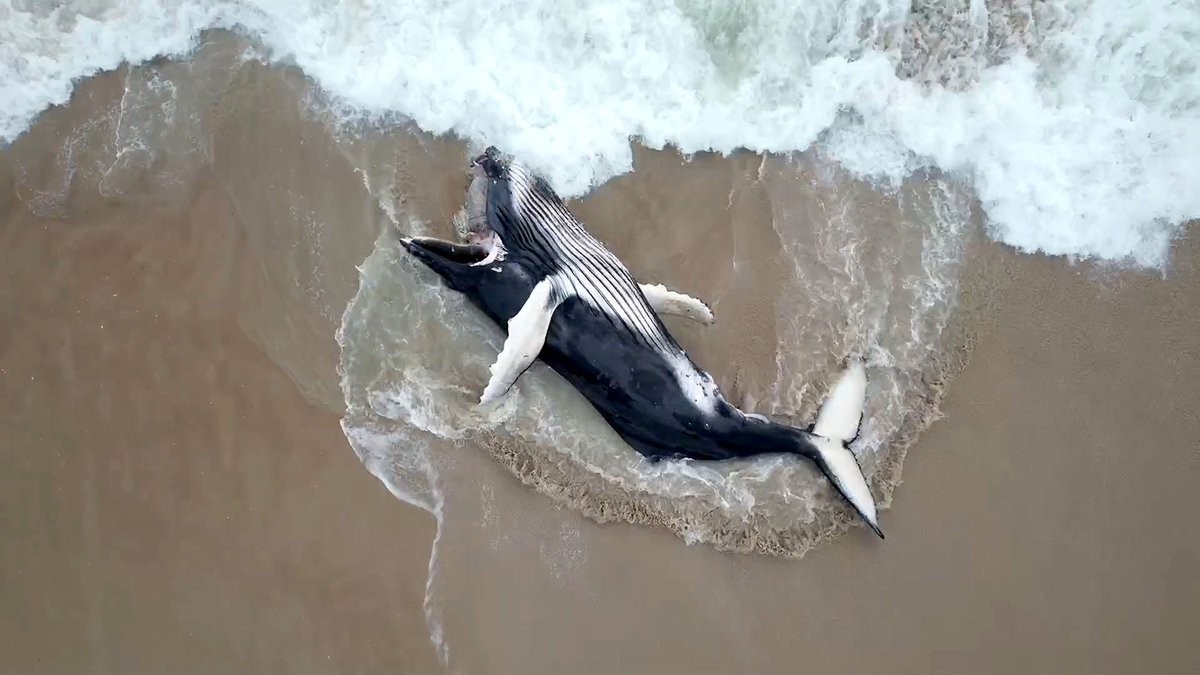 El cadáver de una ballena jorobada aparecido en una playa de Long Beach Township, New Jersey, Estados Unidos (Thomas P.Costello, 2024)