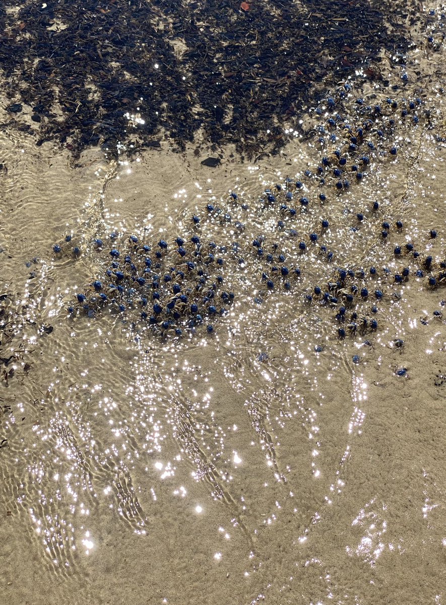 We’re a bit like kids on a seaside holiday, keeping ourselves amused with these little blue soldier crabs, LOL. 🦀 Can see why they’re called soldier crabs. They move in large armies on estuarine sand/mud flats at low tide and apparently only grow up to 2.5cm. #beachlife #SEA