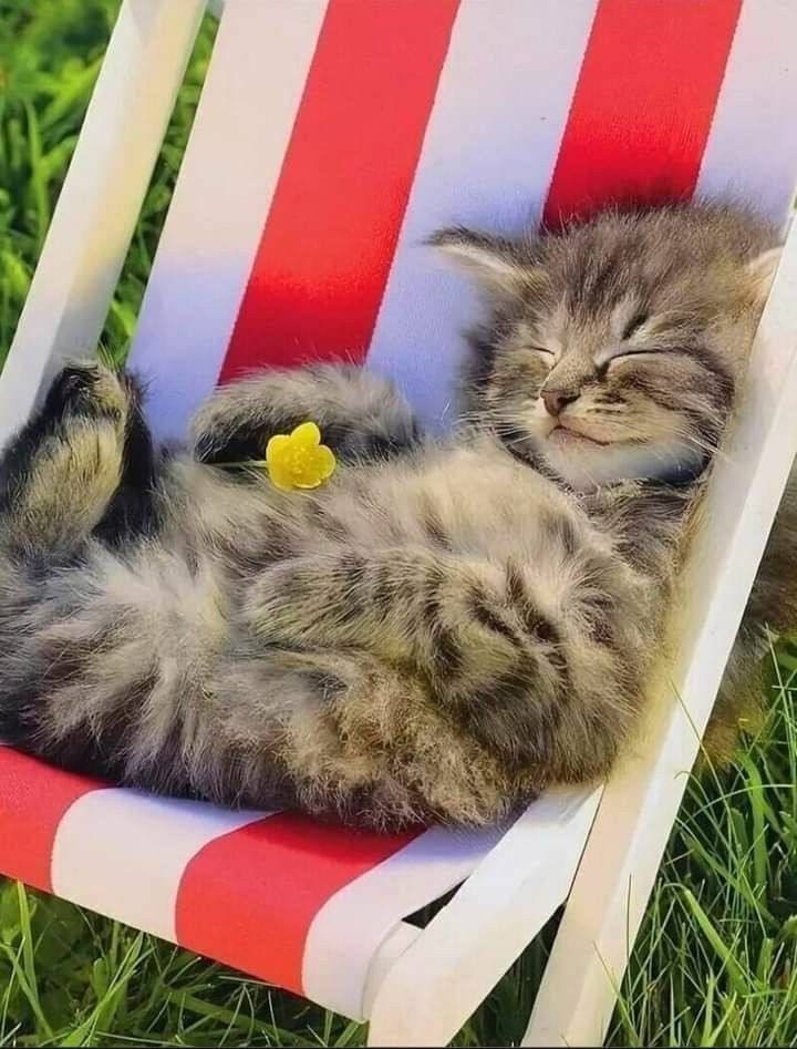 ☆•☆ Good morning, hello May and I wish you all a happy Wednesday. 🌞😻😍❤👋 ☆•☆