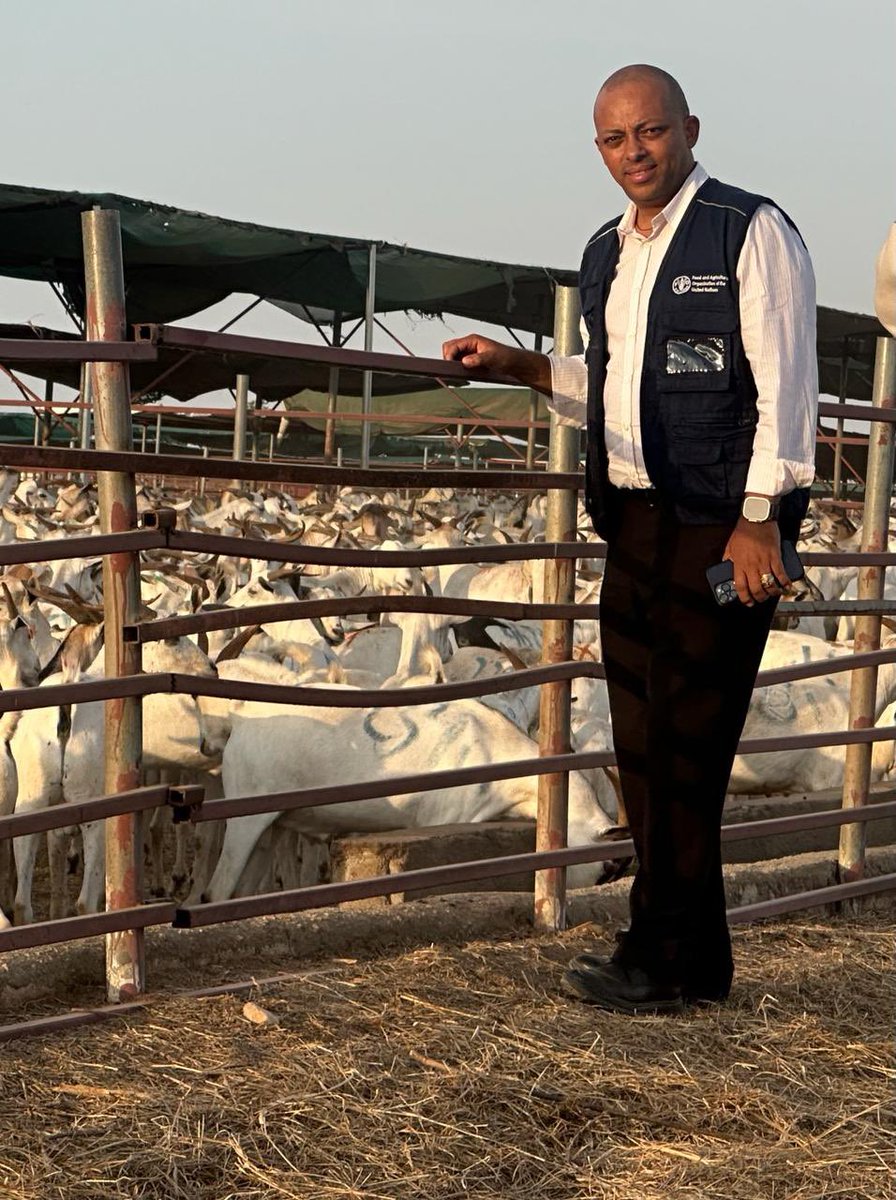 In SIRA & FSN REPRO learning event, we visited a livestock quarantine center in Berbera, supplied by local fodder producers. #FAOSomalia is working on fodder value chain & water infrastructure development along trade routes to sustain pastoral livelihoods & #foodsystem