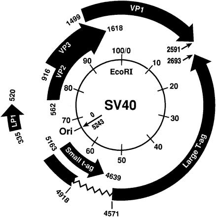 Artículo científico publicado en 2004 por el NIH sobre el SV40 incluido en las 'vacunas':
'El poliomavirus del simio 40 (SV40) es un virus de ADN oncogénico conocido que induce cánceres primarios de cerebro y huesos, mesotelioma maligno y linfomas'. 
www-ncbi-nlm-nih-gov.translate.goog/pmc/articles/P…