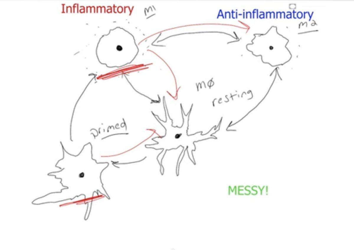 What happens with MICROGLIA during NEUROINFLAMATION?
Microglia are the brain's dead cell removers.
- M0 = resting
- M1 = inflammatory
- M2 = anti-inflammatory
- Primed = They are easily and quickly pushed from this state to the inflammatory state. #MECFS

youtu.be/XggO__DlALw?si…