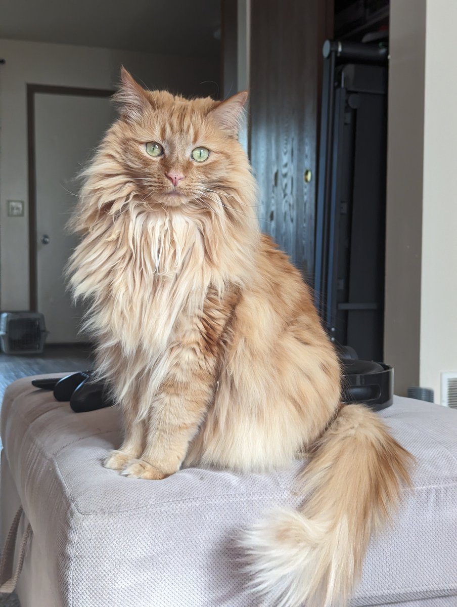 j8nelle's tweet photo. @runtzandperk @PlayApex Meet Tito 😻 https://t.co/P7DCFvRGG8