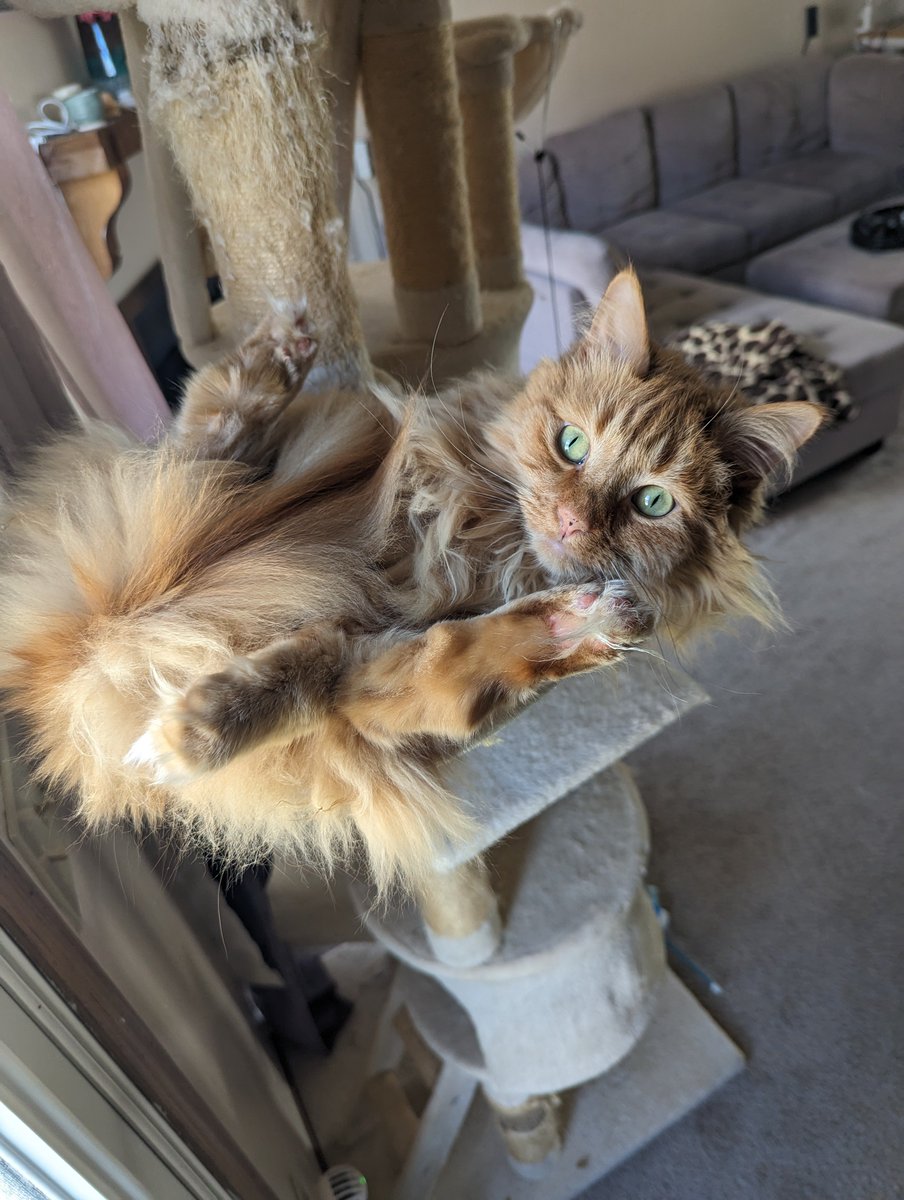 j8nelle's tweet photo. @runtzandperk @PlayApex Meet Tito 😻 https://t.co/P7DCFvRGG8
