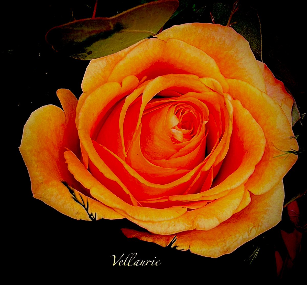 Happy #RoseWednesday! “Peach roses hold special meaning because they convey a sense of sincerity, genuineness, modesty, and gratitude. A bouquet of peach roses is an appropriate gift for saying 'thank you.' Thanks always Christine for your kindness 🌹Much appreciated 🙏🏼🕊️😊