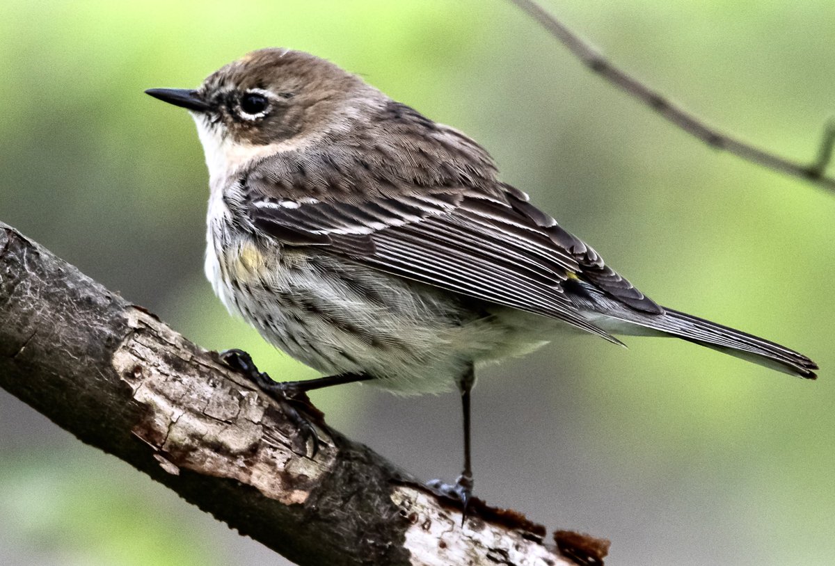 Yellow-rumped Warbler , female in the Ramble on Tuesday evening .
 #birdcpp