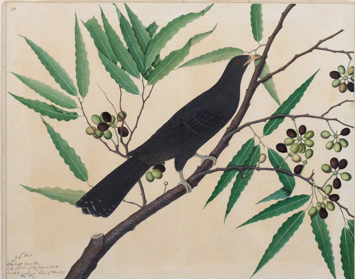 Saw it this morning after yrs, cooing from the thick foliage of the neem tree next door. An Asian Koel on a flowering branch, Impey Album by Shaykh Zayn al-Din,#CompanySchool #Calcutta, dt. 1777 @DalrympleWill @ranjona @zebtariq @fzhassan @kazghun #birds #history #art #culture