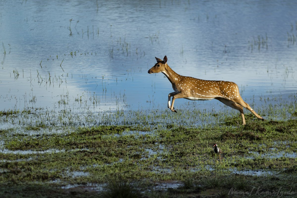 Point of launch. A Spotted Deer about to take flight. 

#srilanka #travel #srilankansafari #wilpattu #canonwildlife #lenscoat #nature #safari #wild #WildlifePhotography #natgeowild #safari #natgeoyourshot #natgeowild #BBCwildlifePOTD #yourshotphotographer #bbcwildlifemagazine