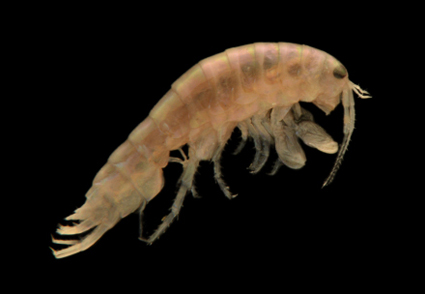 On a small collection of amphipods (#Crustacea, Amphipoda) from Chilika Lake with the description of three #newspecies and a new genus mapress.com/zt/article/vie… #Taxonomy