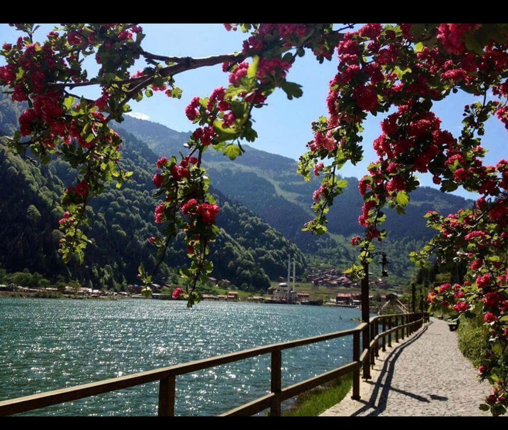 Tutunamadığın dalda Yaprak olmaya çalışma. Kimseye zorla Sevdiremezsin kendini.