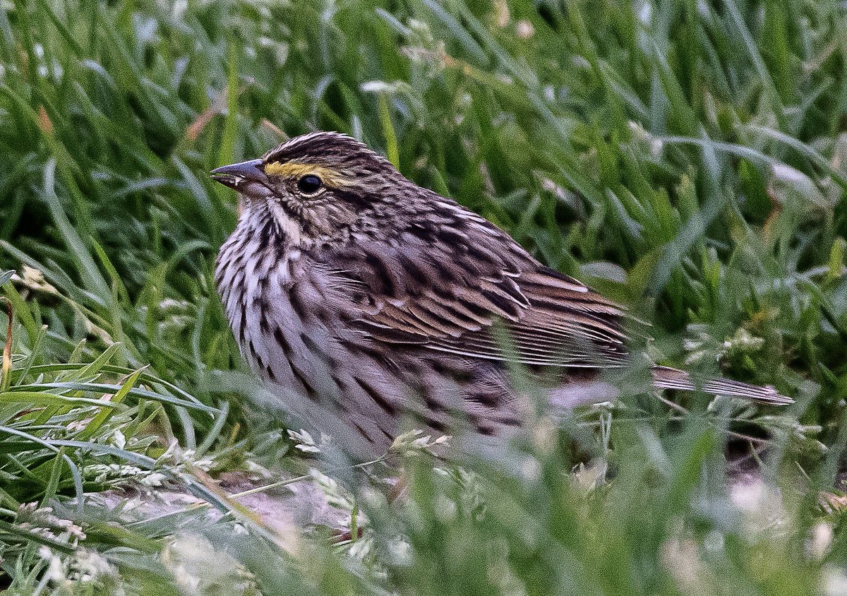 One of 4 Savannah Sparrow foraging in the grass by turtle pond. #birdcpp