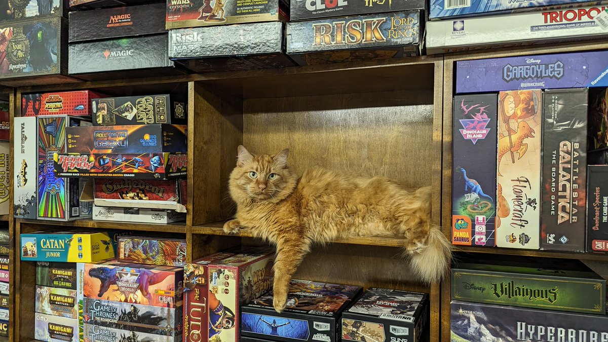 methos3h's tweet photo. In these hallowed Halls, we are guarded by this ginger kitty https://t.co/Yqfvu6sRKJ