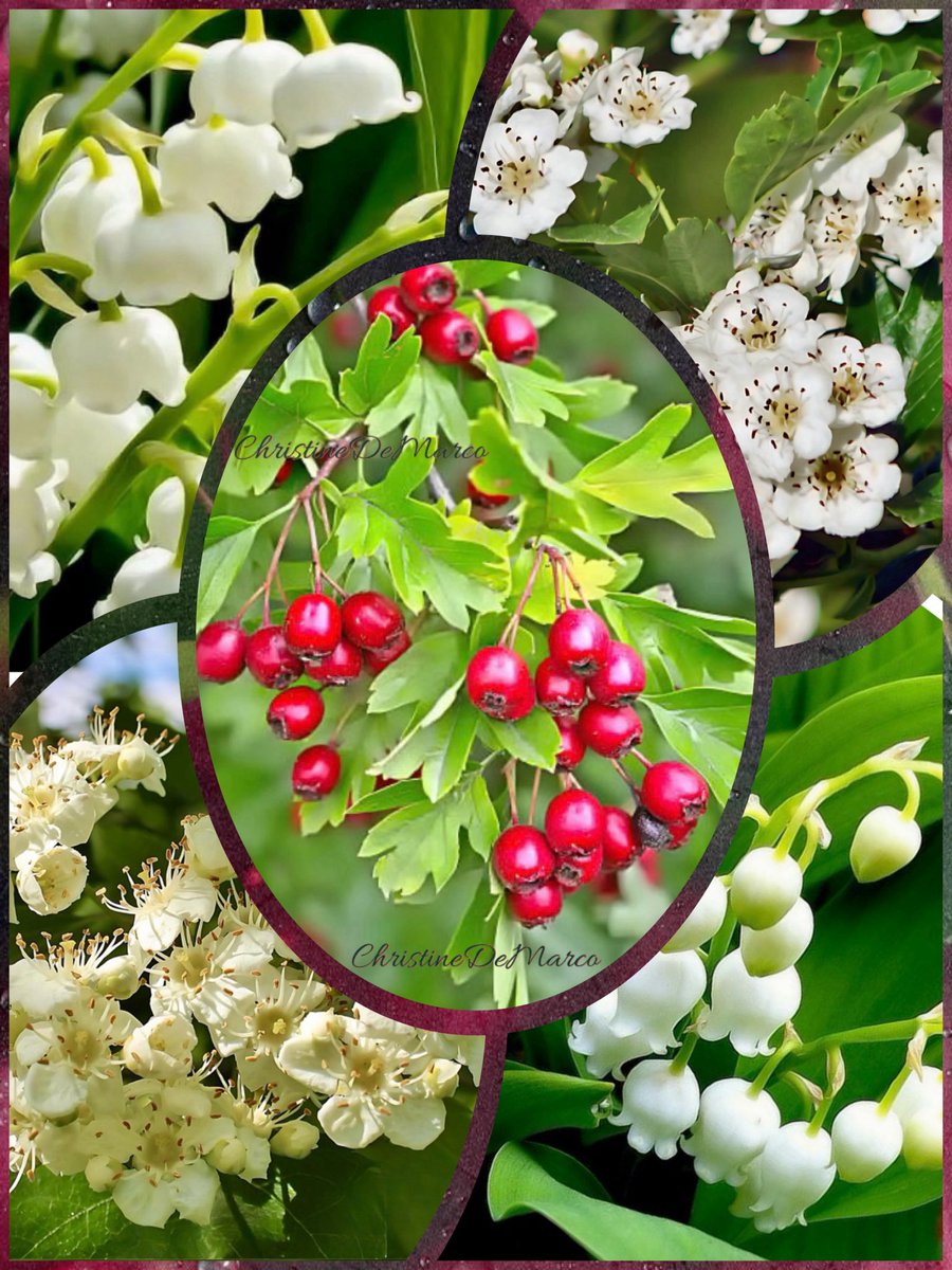 #HappyBirthday #May born people. Your #BirthFlowers are Lily-of-the-valley & Hawthorn. Those born in May are known for having great physical & mental health. Research from the U. of Columbia shows people born May have the lowest disease risk compared to those born in other months