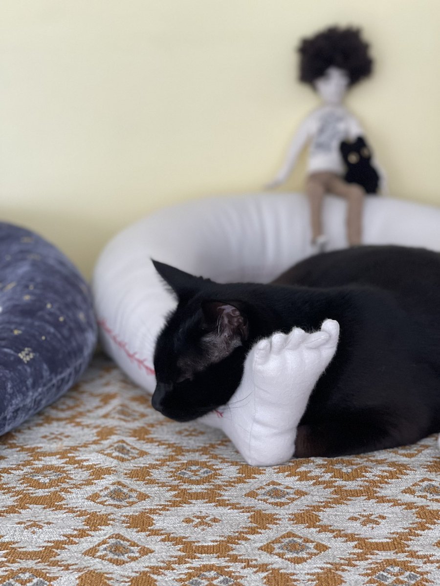 アゴのせ

#猫がいる幸せ #猫とインテリア #猫のいる暮らし #猫好き #猫用クッション #catcushion #catlovers