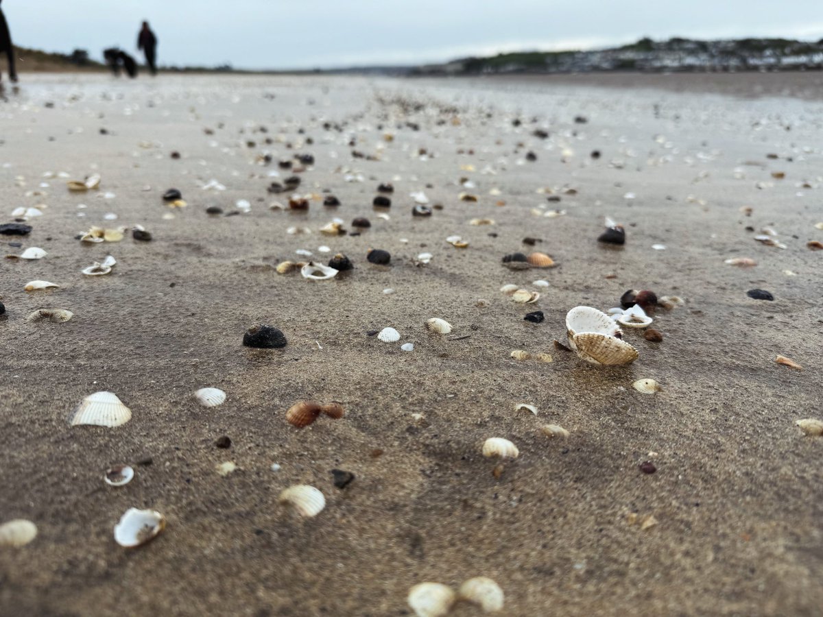 Seashells on the shoreline 🌊

Happy MayDay!

#mayday #northdevon #picoftheday #northdevoncoast #north_devon #visitdevon #lovedevon #springindevon #devongin #northdevonlife #northdevonliving 
#distilledinbideford #atlanticspiritgin #spiritofnorthdevon