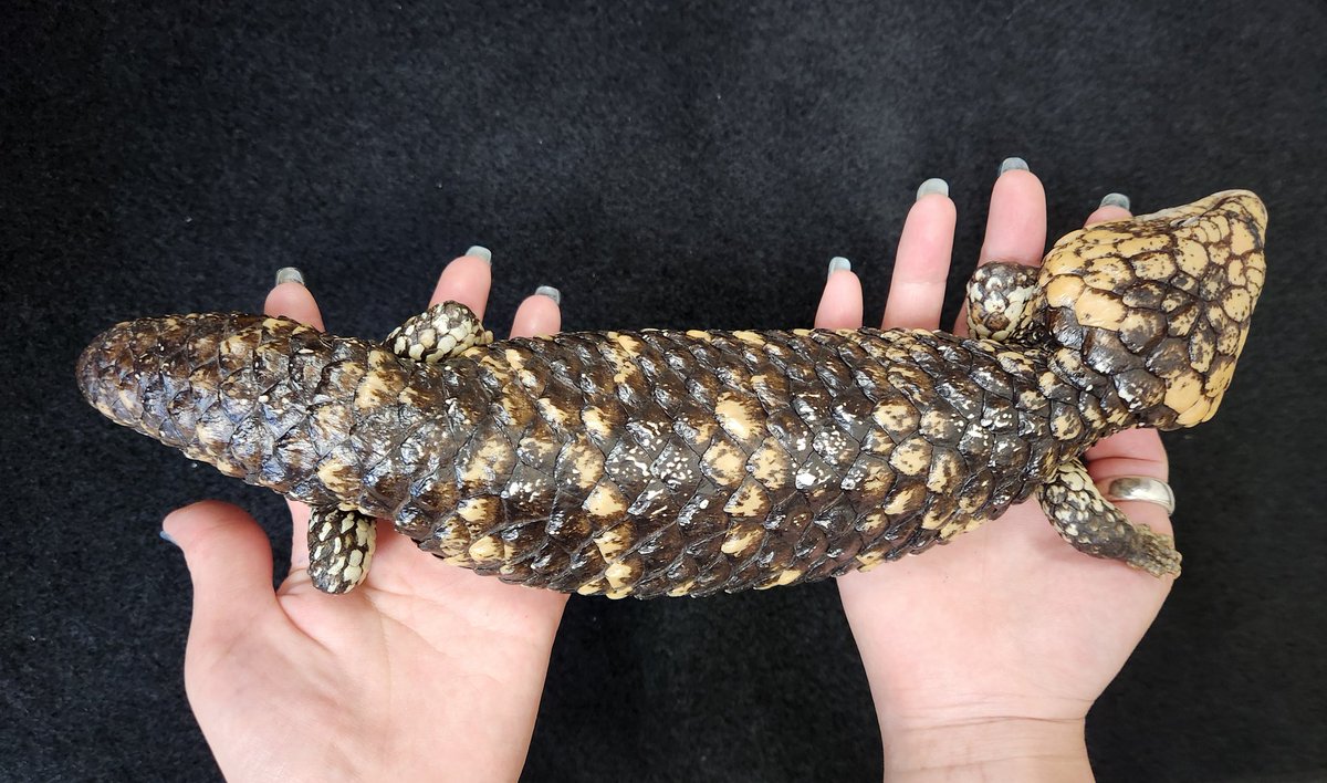 マツカサトカゲ

マツカサトカゲ
(多少指飛び等御座います)
飼い込み個体入荷致しました🎵