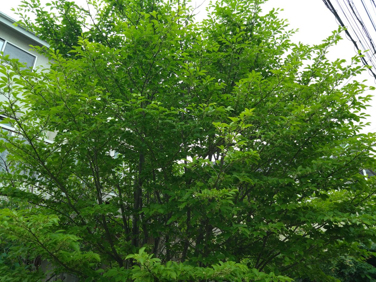 あまり見かけないアオハダ（モチノキ科モチノキ属）です。表面の樹皮を剥がすと緑色の内皮が現われるので娘の名がついたそうです。最近、庭木とさて使われるようになりました。雌雄異株でこの木は雄株です。