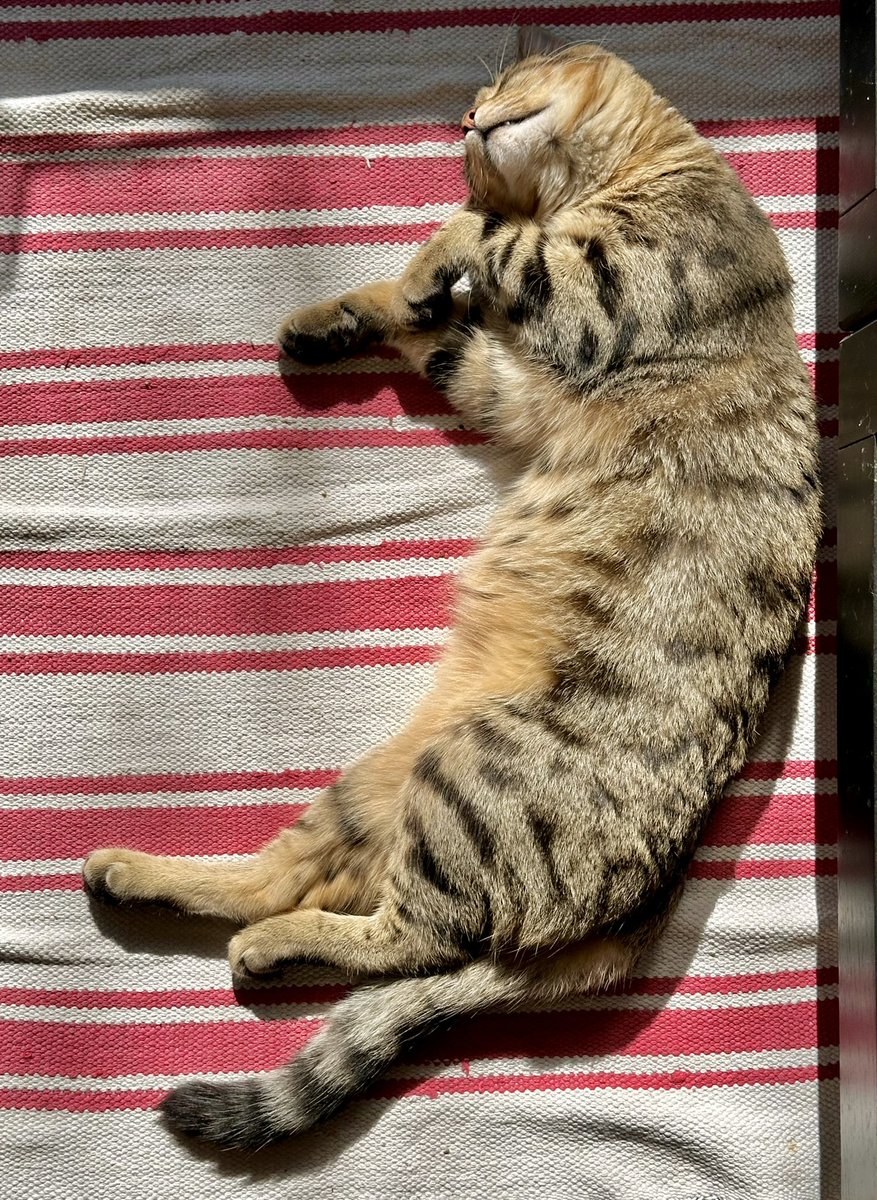Solar cat,
Recharging