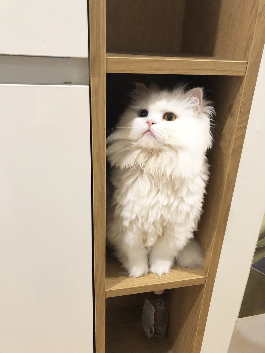 jujin1567809's tweet image. #猫 #고양이 #Cat