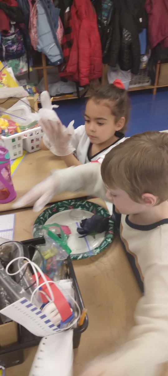 Room 3 continues to explore the world of biomimicry. We’re learning about extracting & deconstructing pedals from flowers. The gems of Room 3 used a hand lens to delve into the components of real flowers!  Room 3 is preparing to enter into the world of being horticulturalists.