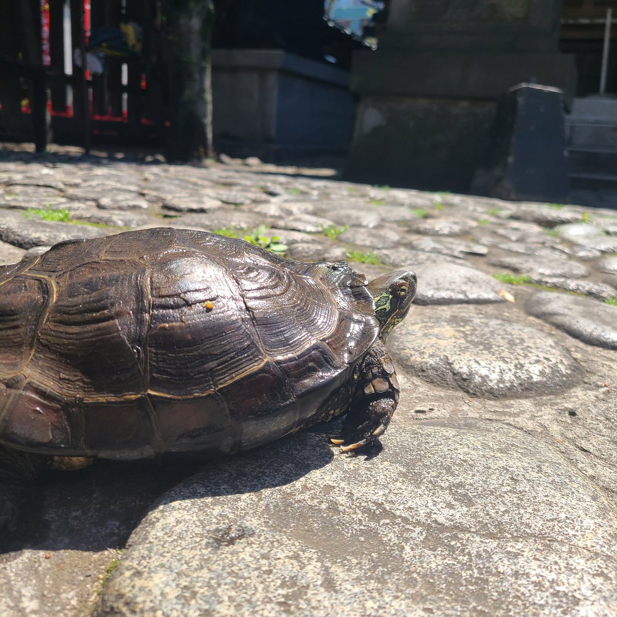 いよいよ5月🐢
もうすぐお祭りだね〜
神社が賑やかになるの楽しみだな〜🐢