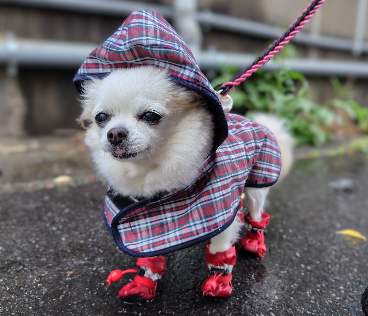 @newdrug_consult おはようございます
ウチは雨の日はレインコートで散歩です
今日は飼い主の判断ミスで着せてませんでした😅