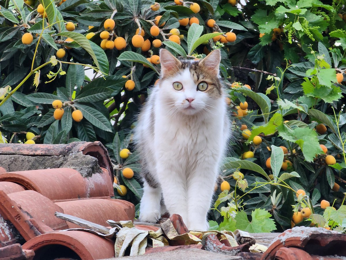 Welcome to the jungle
.
.
#cats #homelesscats #straycats #lovelycats #streetcats #hungrycats #catslivingonthestreet #cutecats #猫 #고양이 #ねこ #kedi #gato #котики #ネコ #gatto #Katze #قطة #बिल्ली #γάτα