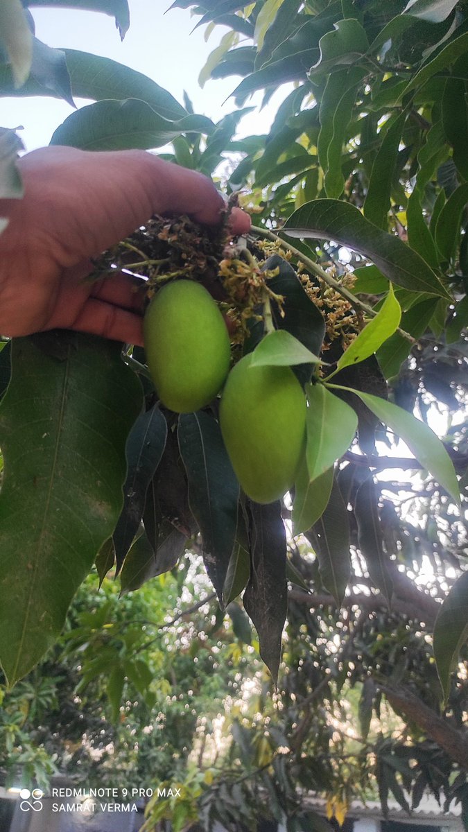 आप सभी सनातनियों को राम राम 🙏🚩
#GoodMorningEveryone 
देखो मगर प्यार से ☺❤
#mangotree #mango