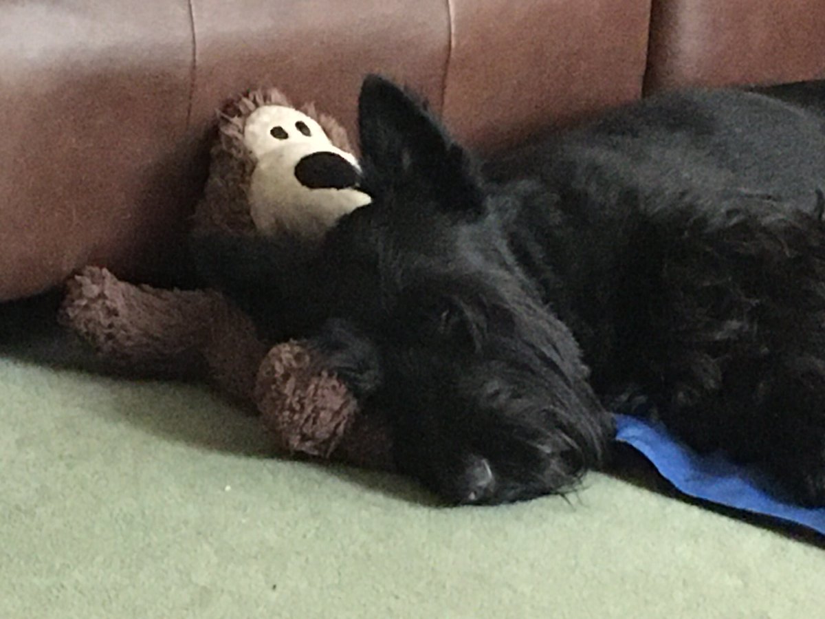 @TigerLi99299596 @Yellowonetsy Looks a good one Tiger Lilly! Dis is me wiv my fav toy. He dusn’t hab ears anymore but I still love him.🧸