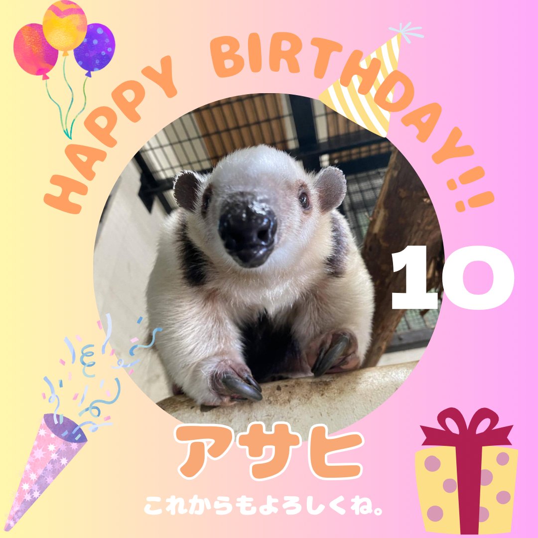 ５月１日はミナミコアリクイの「アサヒ」のお誕生日 10才のアサヒに幸あれ！これからもよろしくお願いします♪ #ミナミコアリクイ　＃アサヒ　#お父さん　#野毛山動物園　#入園無料