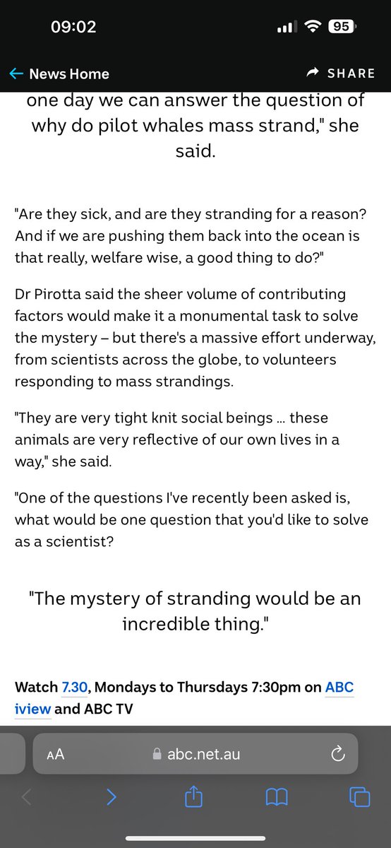 The mystery of #whale strandings and our international collaborative effort to understand why. Via last nights @abcnews @ABCaustralia #730Report abc.net.au/news/2024-04-3… @Macquarie_Uni @FergusonNews #whaleon #humpbackhighway #scicomm @ScienceAU