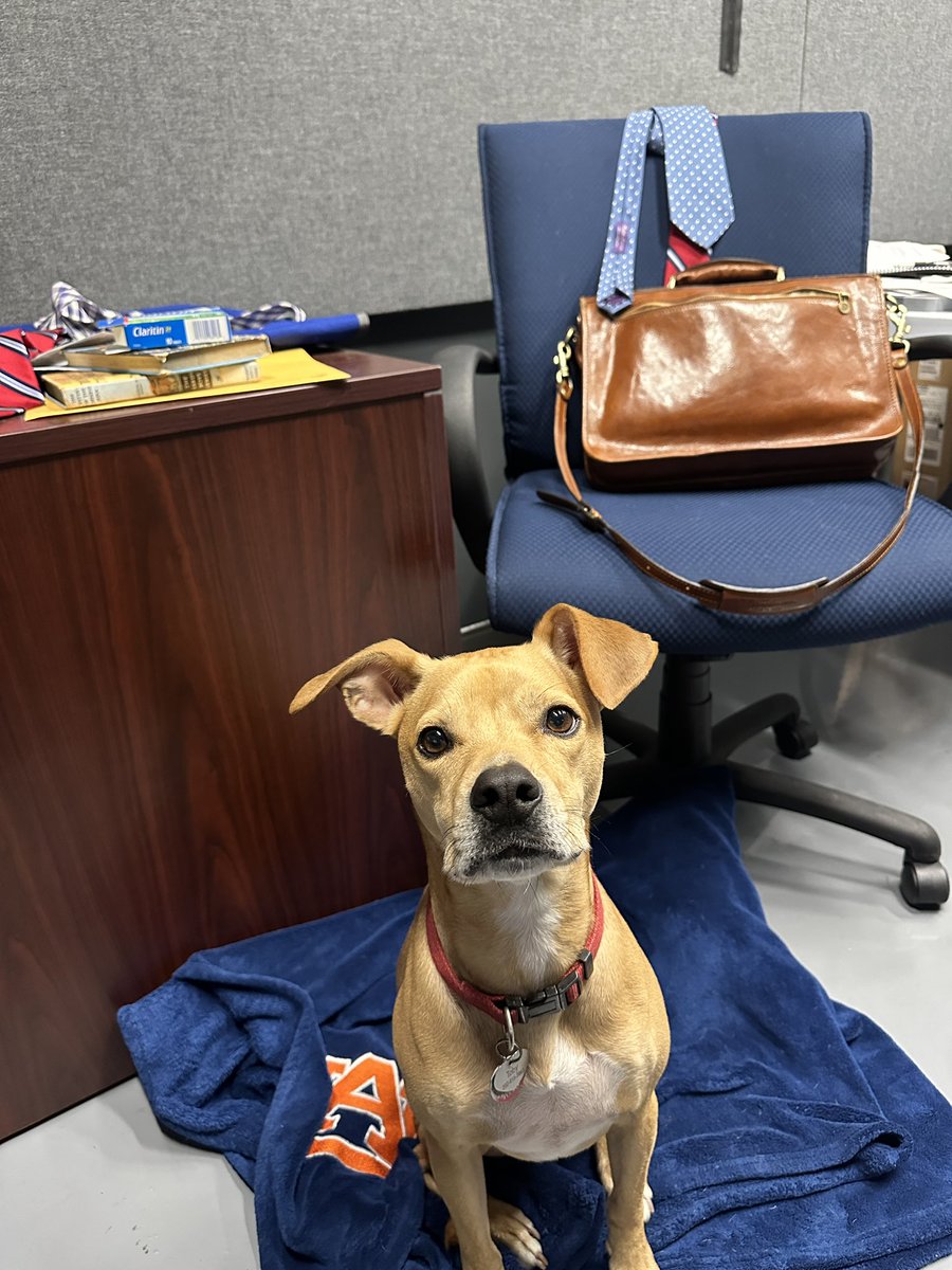 Toby is available for pets and cuddles in case anyone in the State House is in need of emotional support…

#alpolitics