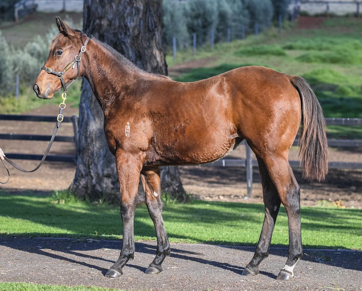 JUSTIFY will have to pull out all stops to beat this HOME AFFAIRS weanling filly out of FASTNET ROCK mare ROCKET SCIENCE (lot 27, Inglis Chairman’s Sale, in foal to JUSTIFY on a high-impact G1 Goldmine ‘20/20 Match’ mating) 👇