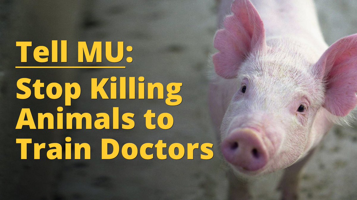 Action of the Day: TELL MU: STOP KILLING ANIMALS TO TRAIN DOCTORS

compassionisanaction.com/actions/66318f…

#CIAA #Compassionisanaction #Animalrights #Activism #Vegan #Crueltyfree #Animaladvocacy #Veganactivism #Veganism