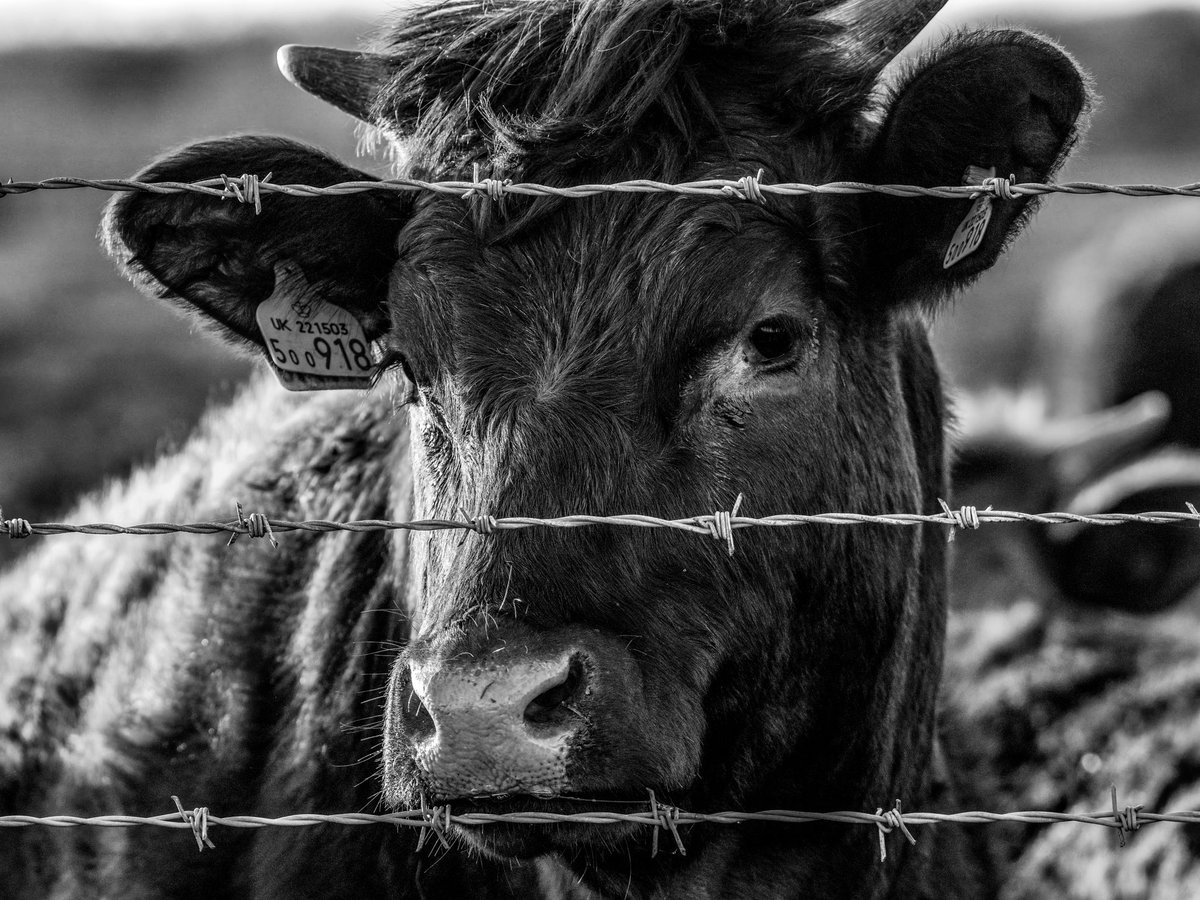 Read our latest “Science from the Steps” blog by Kevin Berend to learn about 3 recent developments that have the potential to shape the future of grazing on public lands. Link in bio. 

gsenm.org/stock-options/

Photo credit: David George via Unsplash