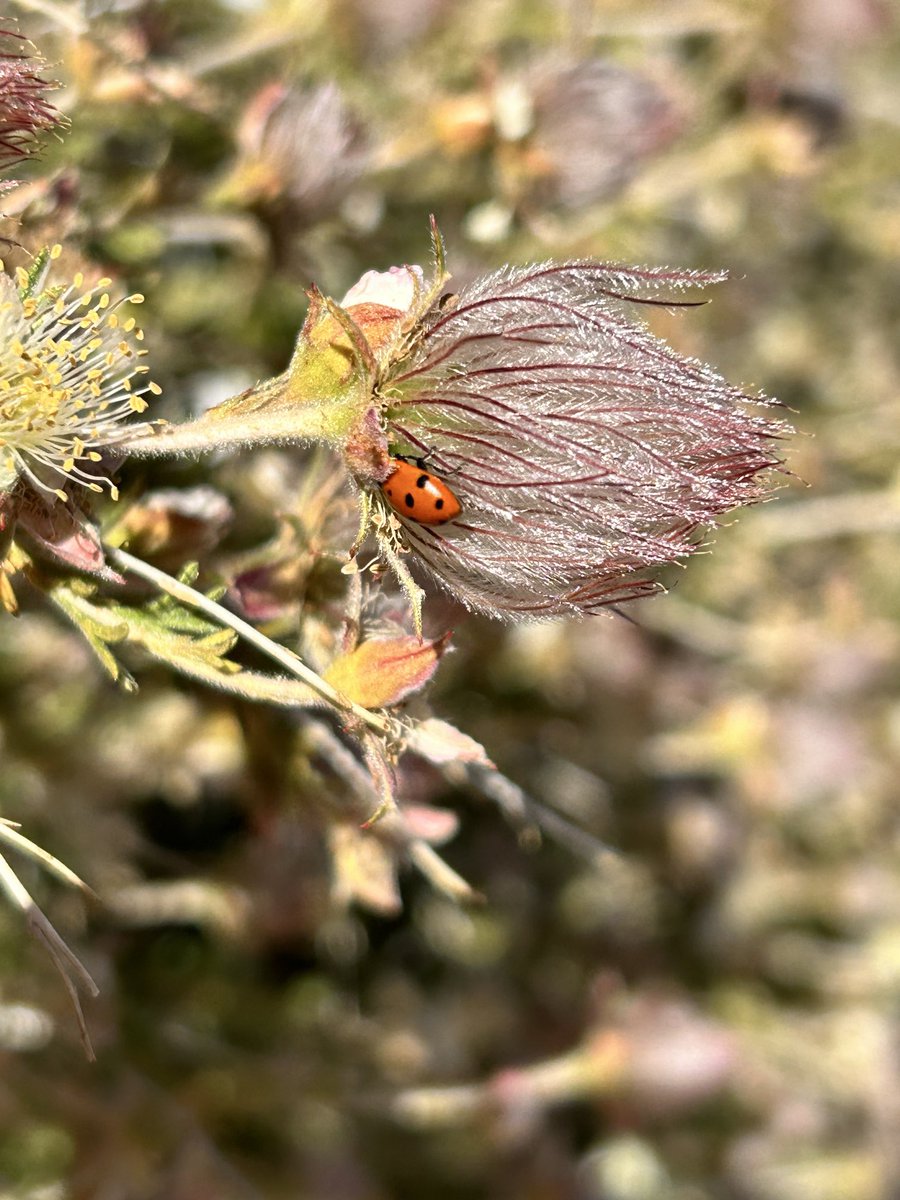 Hello Lovely Lady 🐞