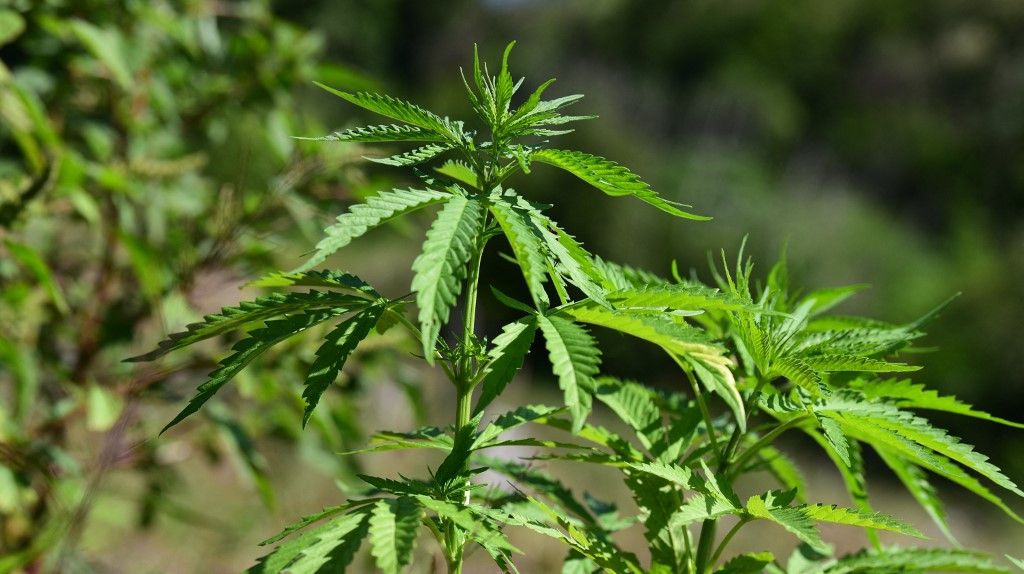 Umschwung in der Drogenpolitik: US-Regierung will Marihuana-Regelung lockern dlvr.it/T6FLZy