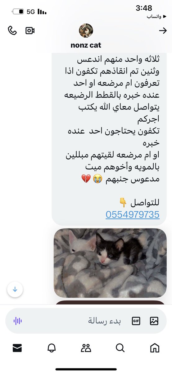 قطط مفقوده وتبني شمال الرياض tweet media