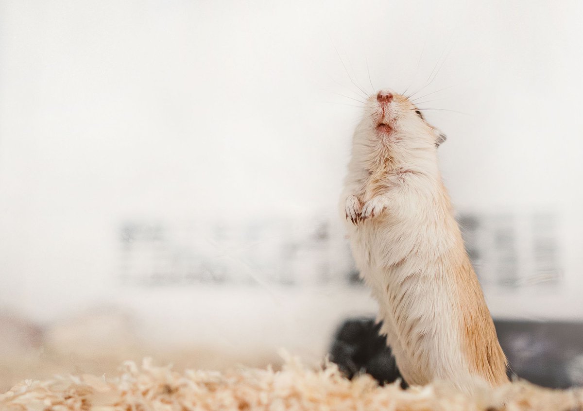 The Allocricetulus!
The Allocricetulus is type of hamster that comes from Asia, most notably Mongolia. They have a lifespan of 2-3 years in captivty. #WildTuseday