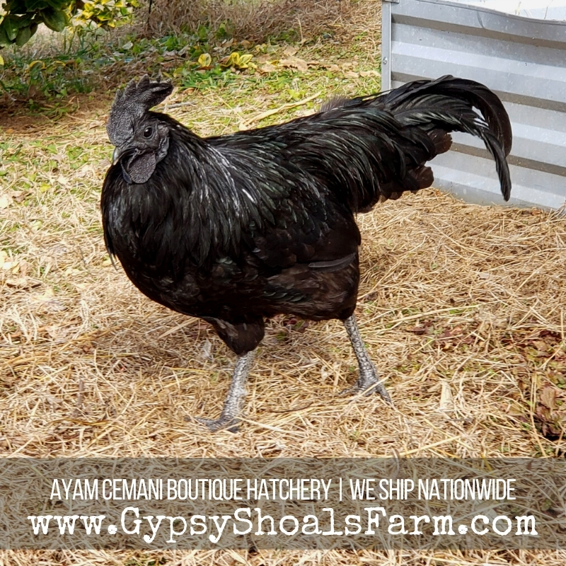 Buying #ayam #cemani from an #NPIP Certified breeder ensures that your birds are coming from a healthy and clean flock that is tested every 6 months onsite. 🖤 l8r.it/TCe6 🖤#ayamcemani #exoticchickens #rarebreed #gypsyshoalsfarm #acba #alabama #ayamcemanis